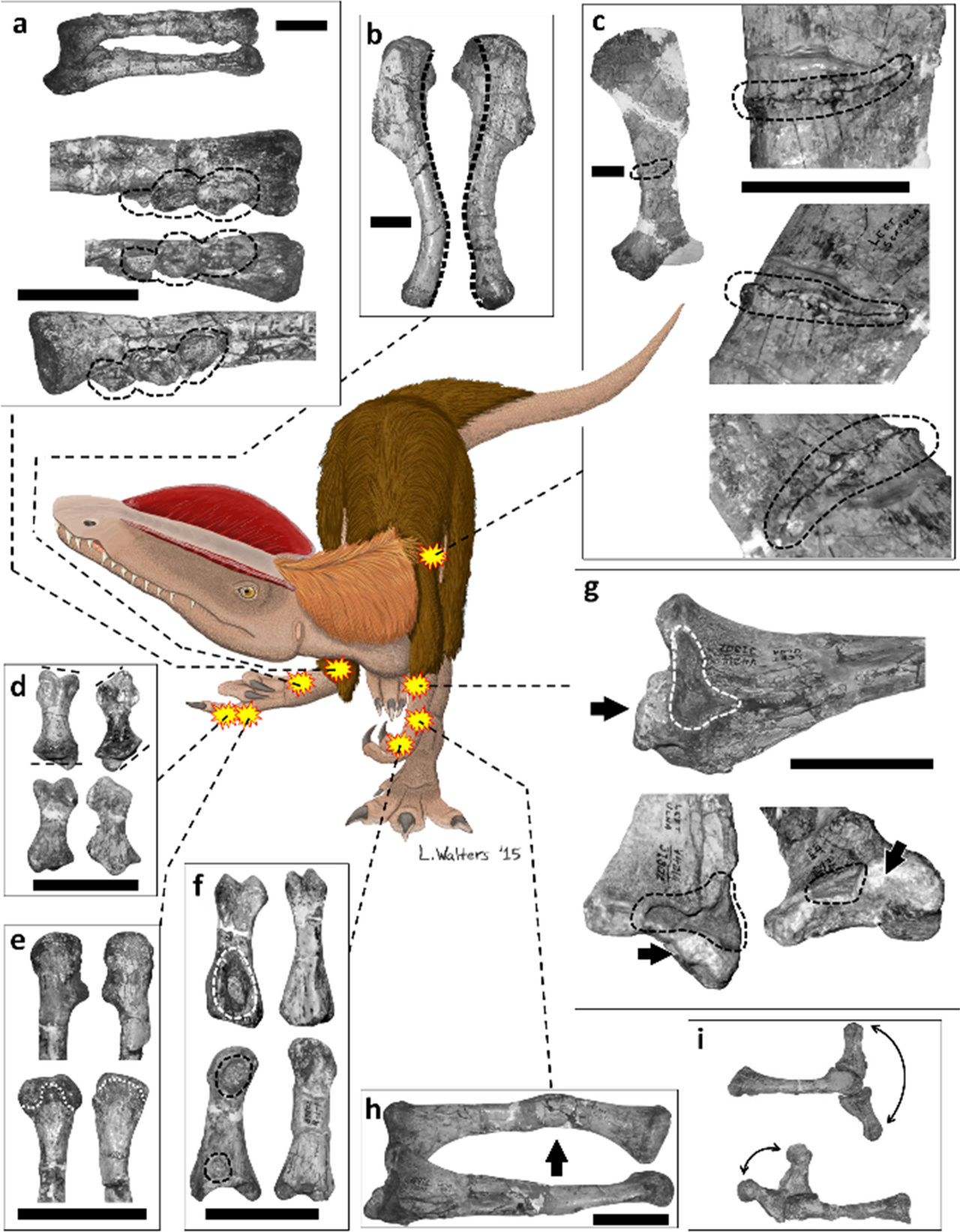Diagram locating healed injuries and other bone abnormalities in the Dilophosaurus holotype