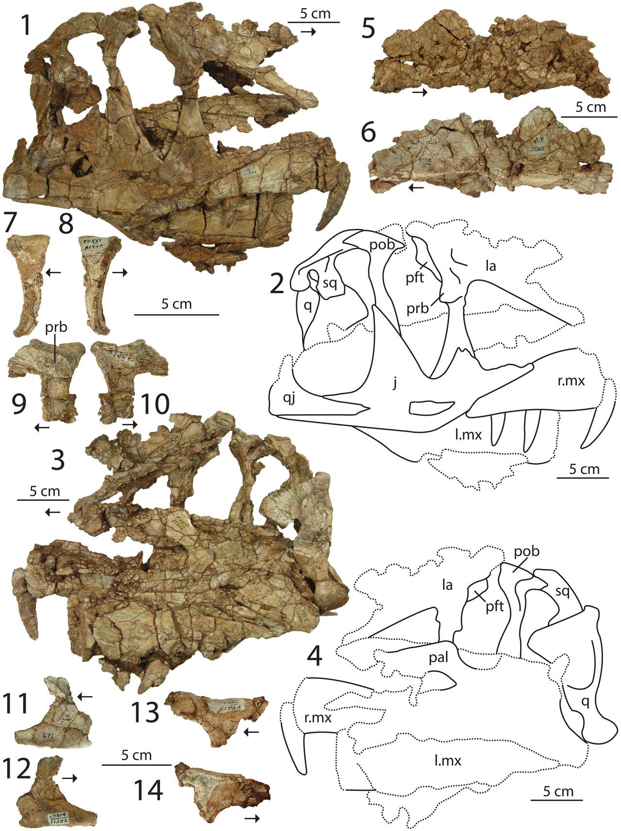 Photographs and interpretive drawings of Dilophosaurus holotype skull UCMP 37302