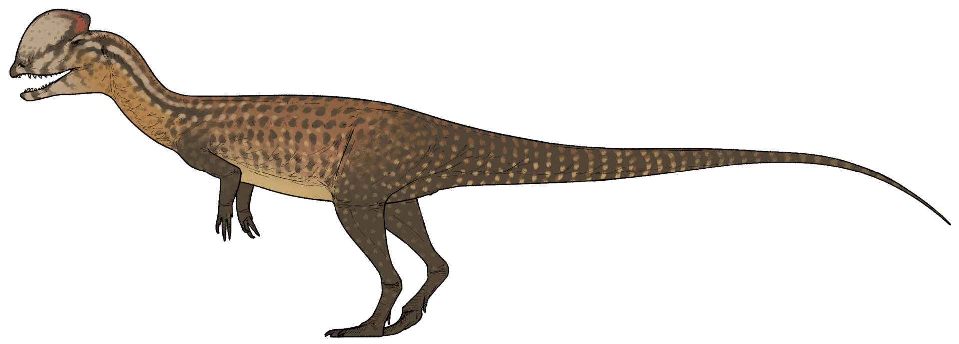 Side-view life reconstruction of Dilophosaurus wetherilli with paired head crests
