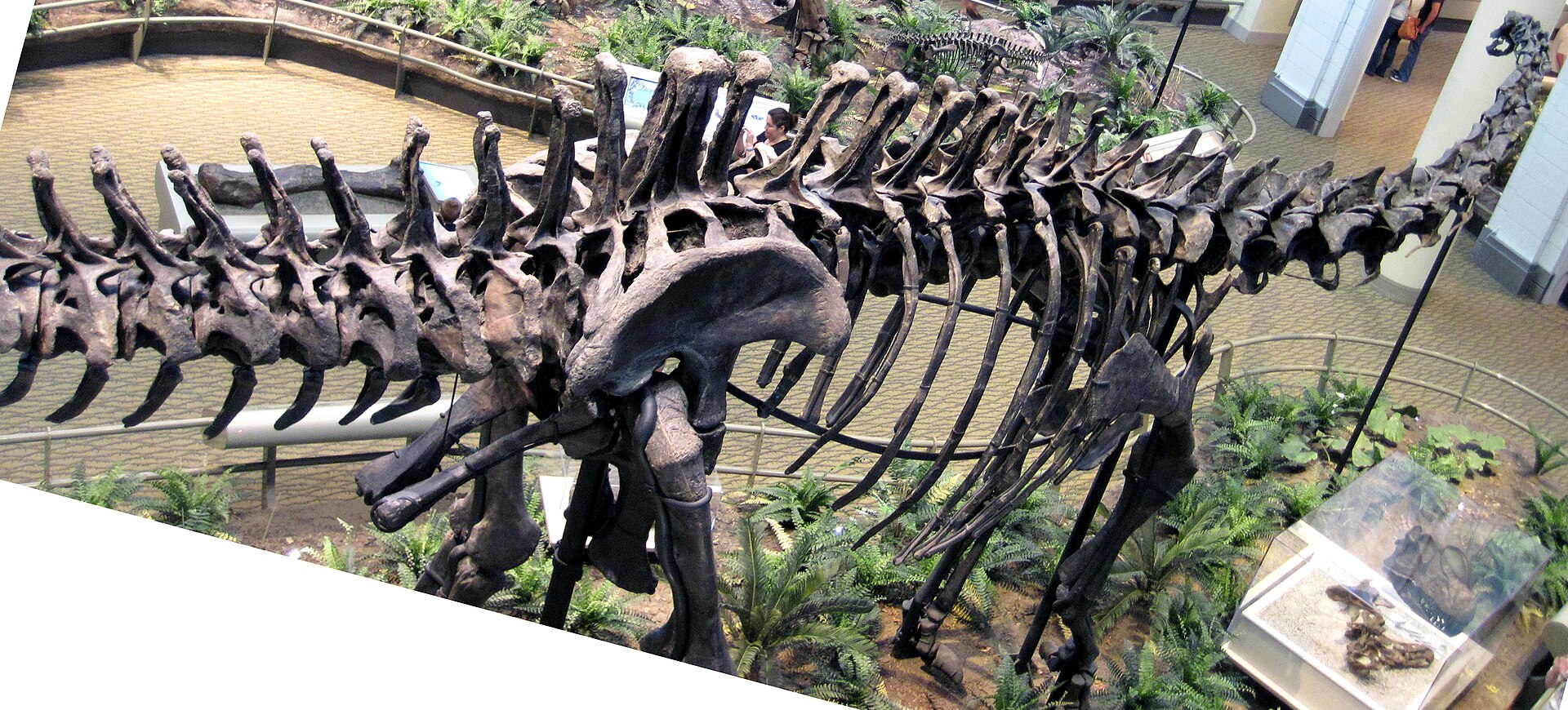 Mounted Diplodocus carnegii skeleton in the Carnegie Museum of Natural History
