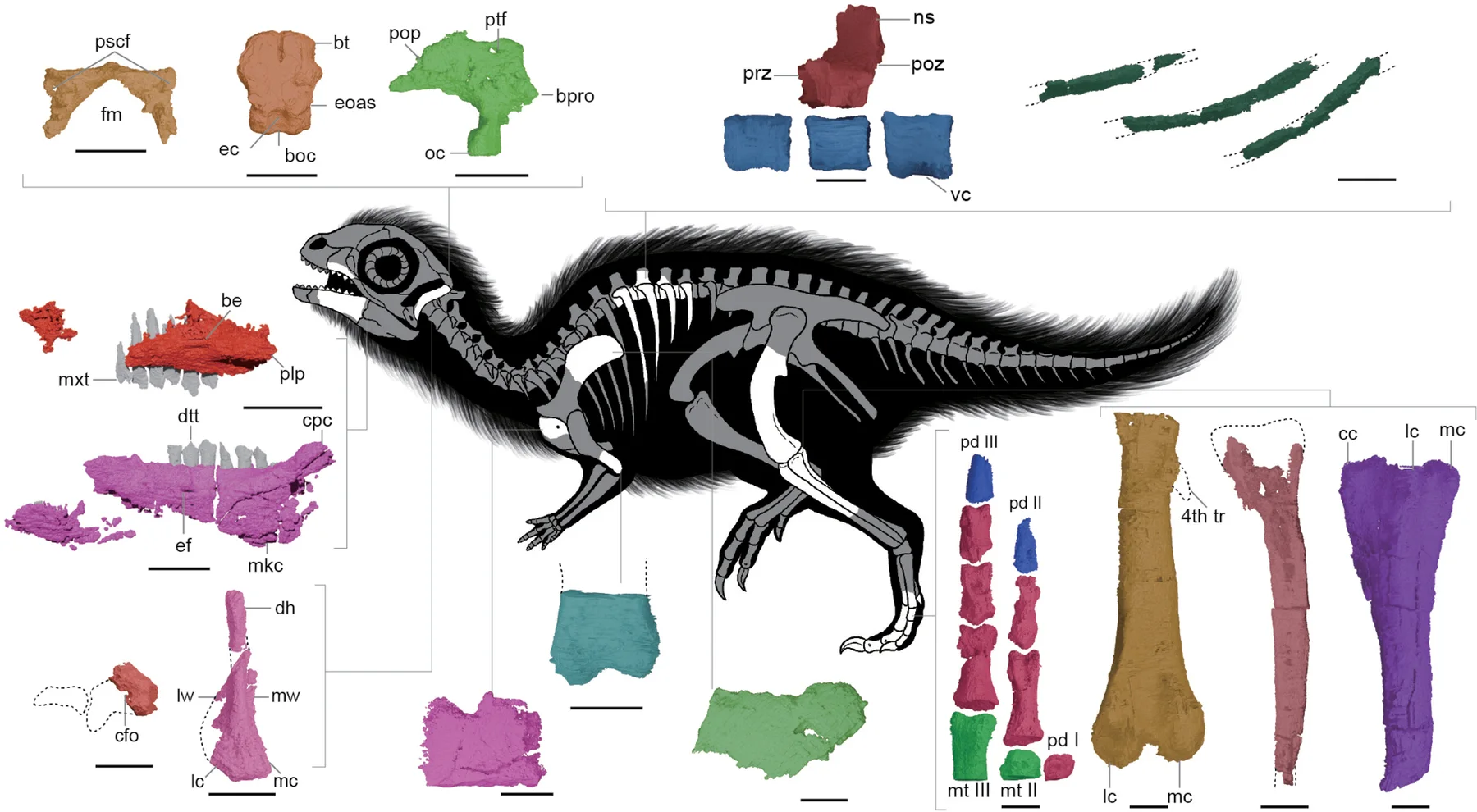 Skeletal reconstruction showing the known bones of Doolysaurus huhmini