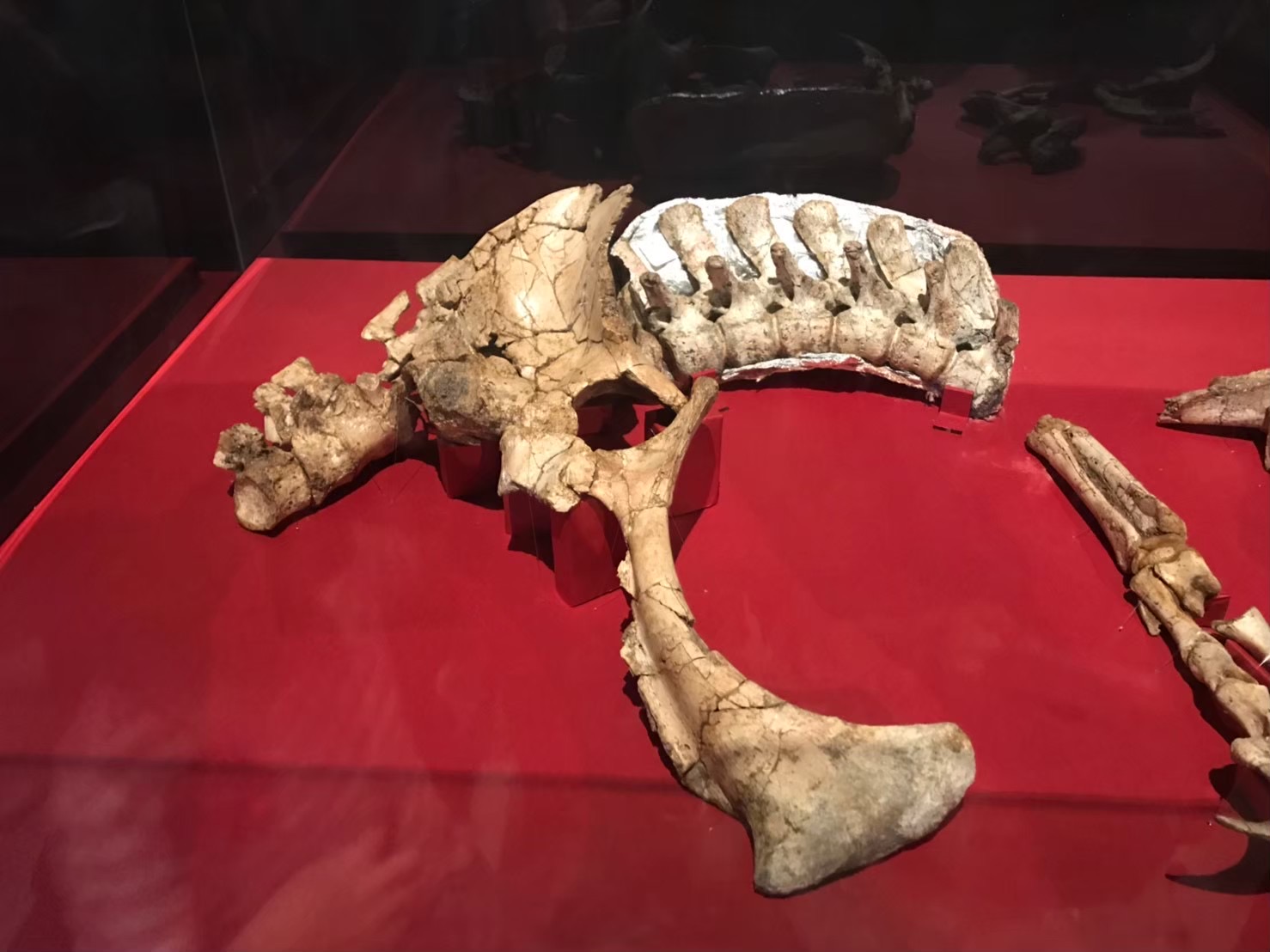 Duonychus fossils displayed at Dinosaur Expo 2019 in Tokyo