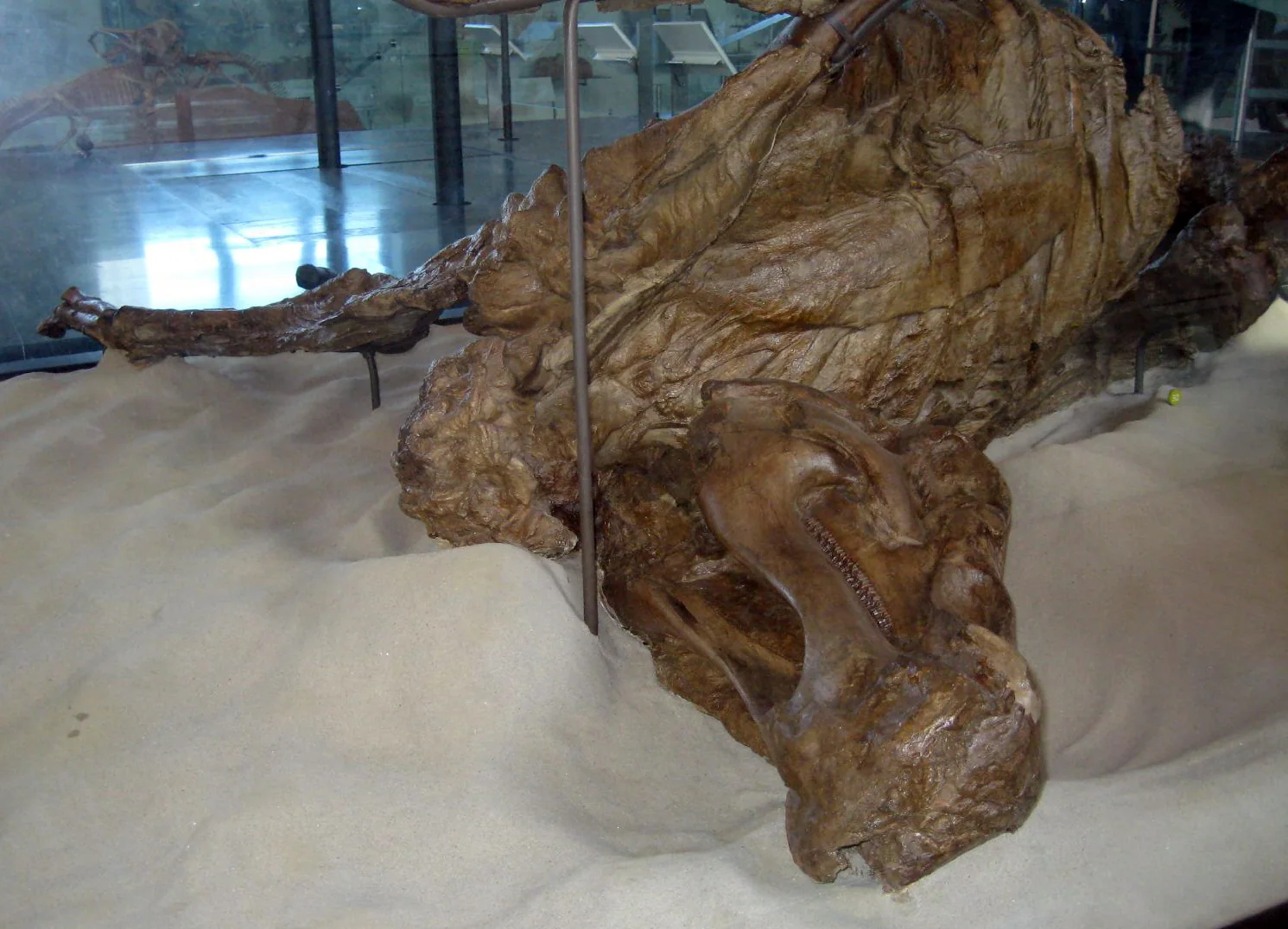 Edmontosaurus annectens specimen AMNH 5060 displayed on its side