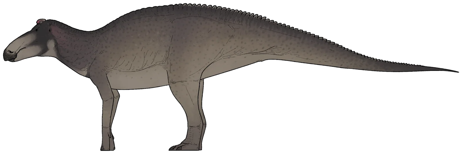 Side-view life reconstruction of Edmontosaurus annectens with a dorsal crest and tail spikes