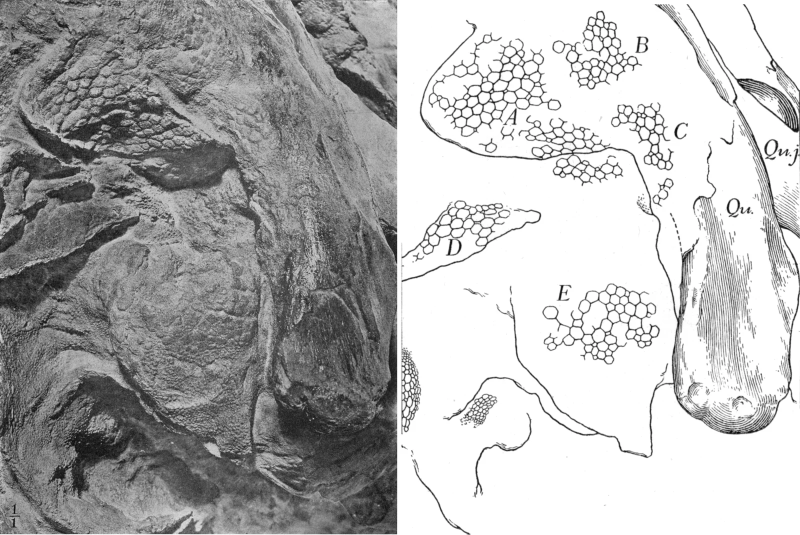 Historical close-up of scale impressions behind the skull of Edmontosaurus AMNH 5060