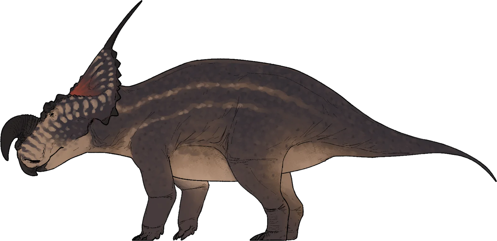 Full-body side-view life reconstruction of Einiosaurus procurvicornis