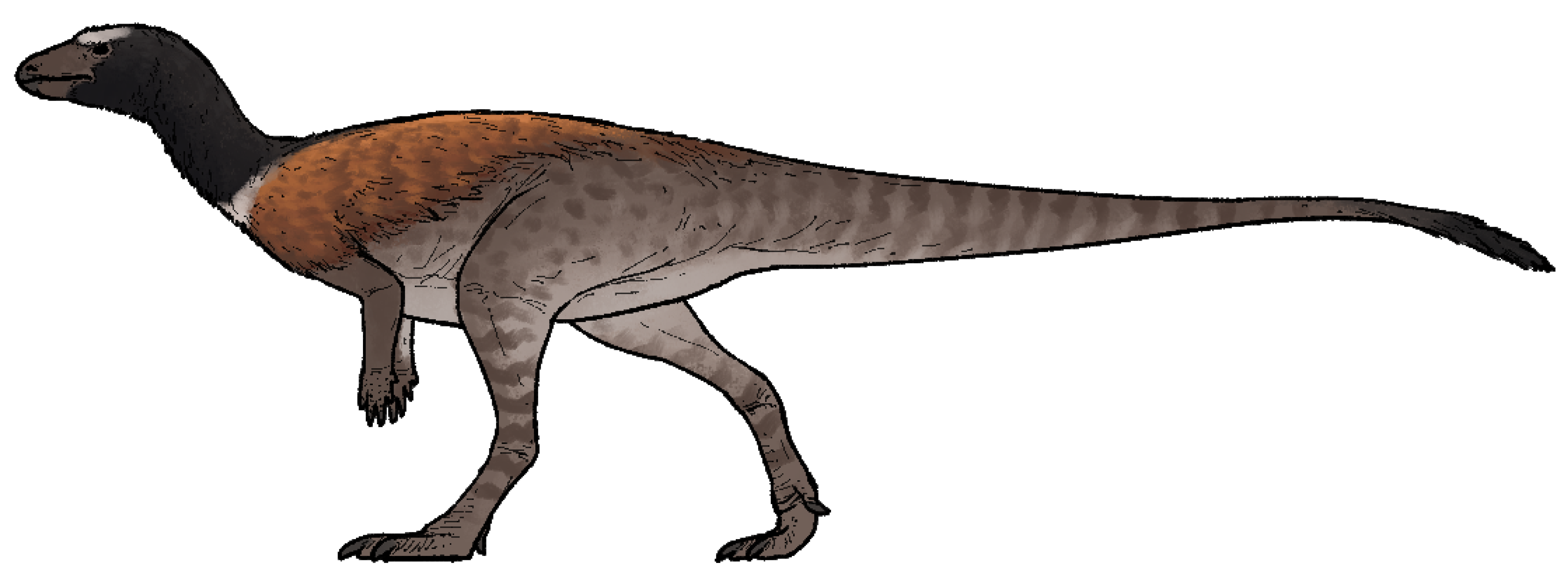 Life reconstruction of Enigmacursor mollyborthwickae