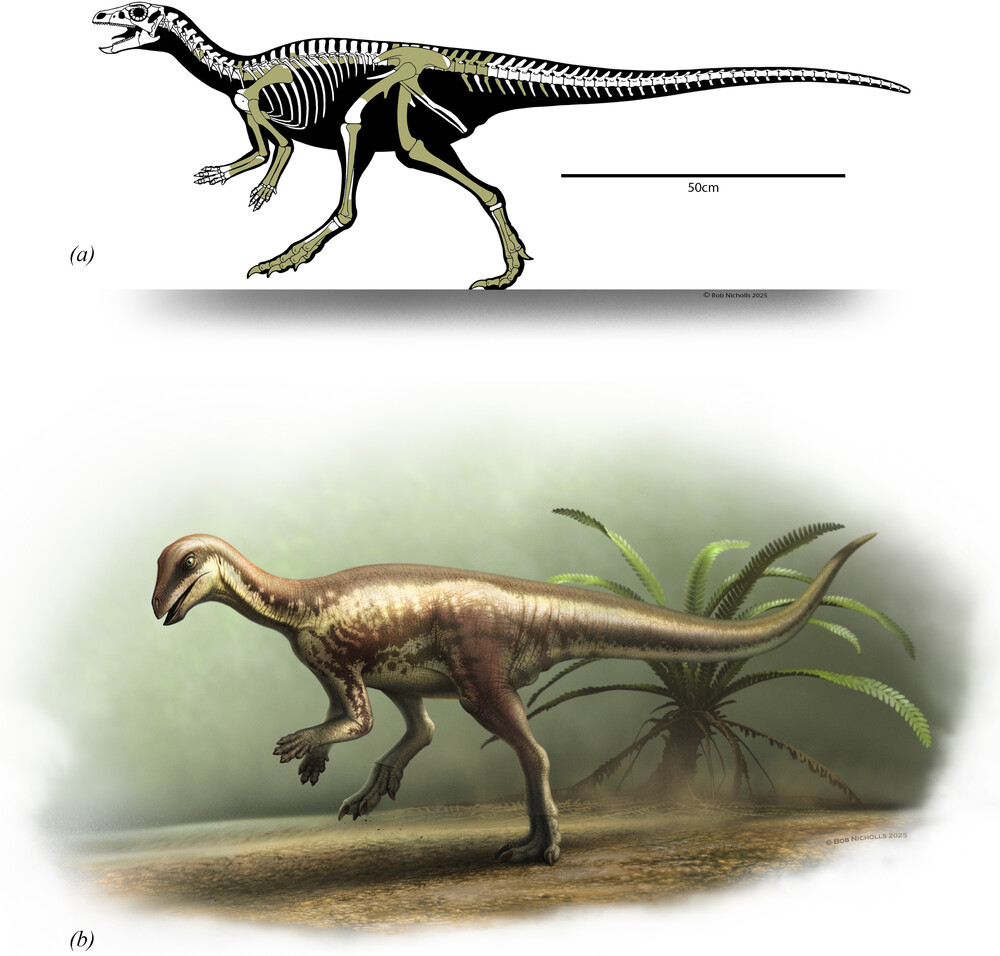 Published skeletal and life reconstructions of Enigmacursor