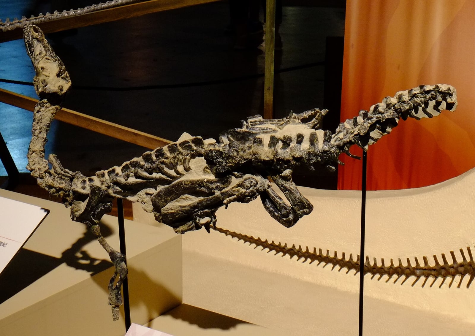 Museum display of an articulated Eoraptor fossil reconstruction