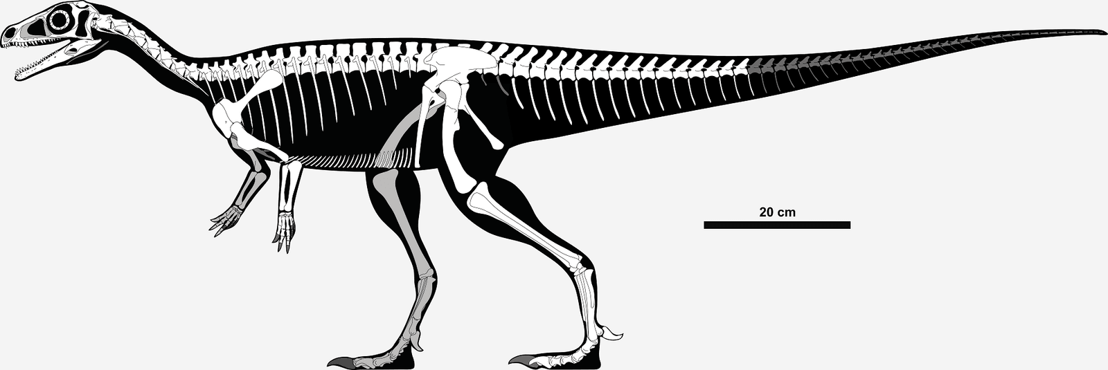 Skeletal diagram showing known and reconstructed bones of Eoraptor lunensis