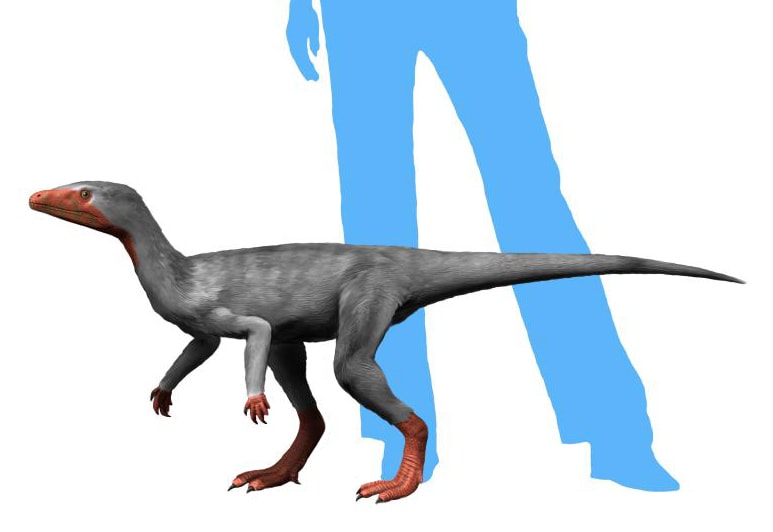 Small side-view life reconstruction of Eoraptor lunensis beside a human silhouette