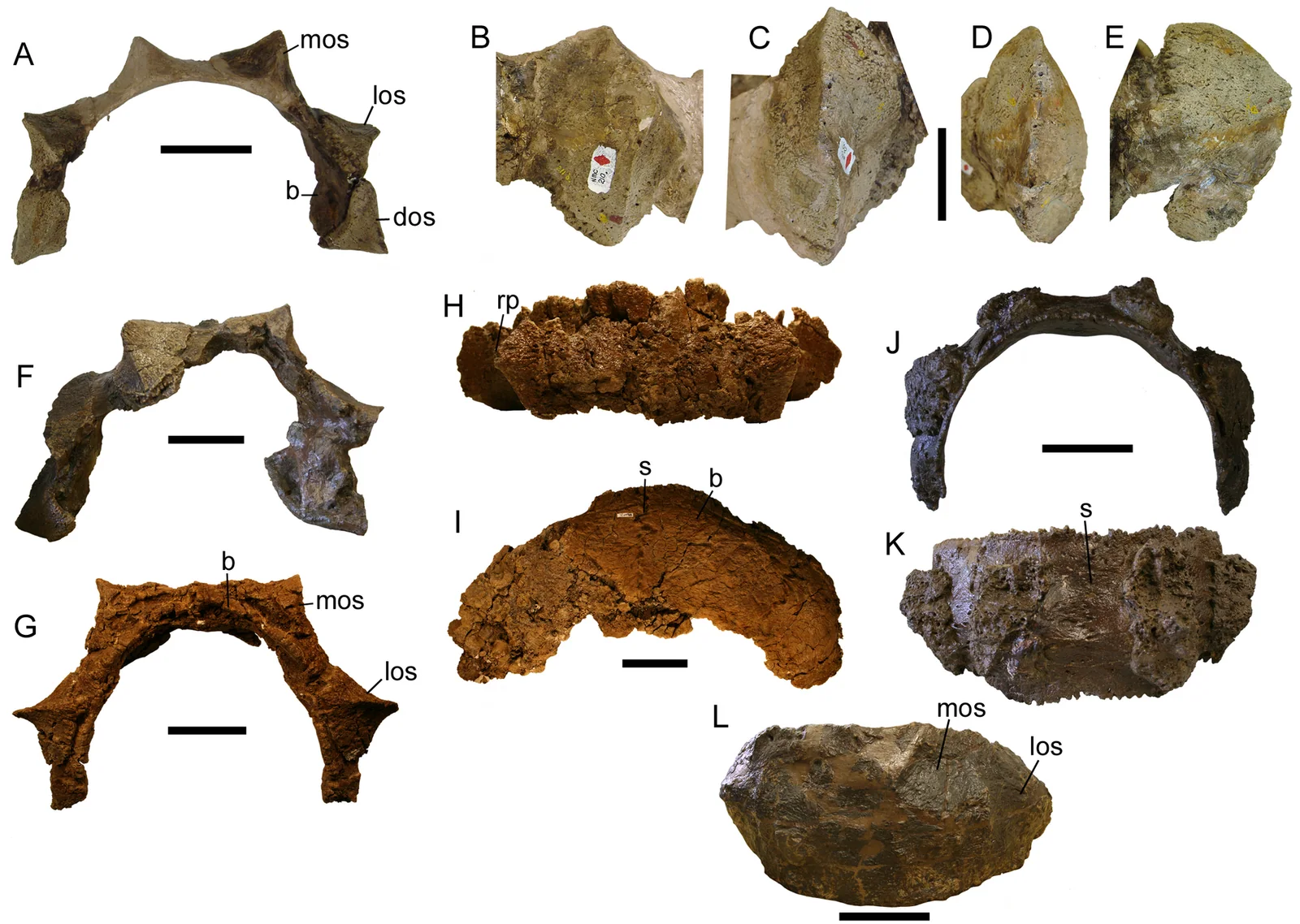 Scientific figure comparing first cervical half-rings of Euoplocephalus specimens