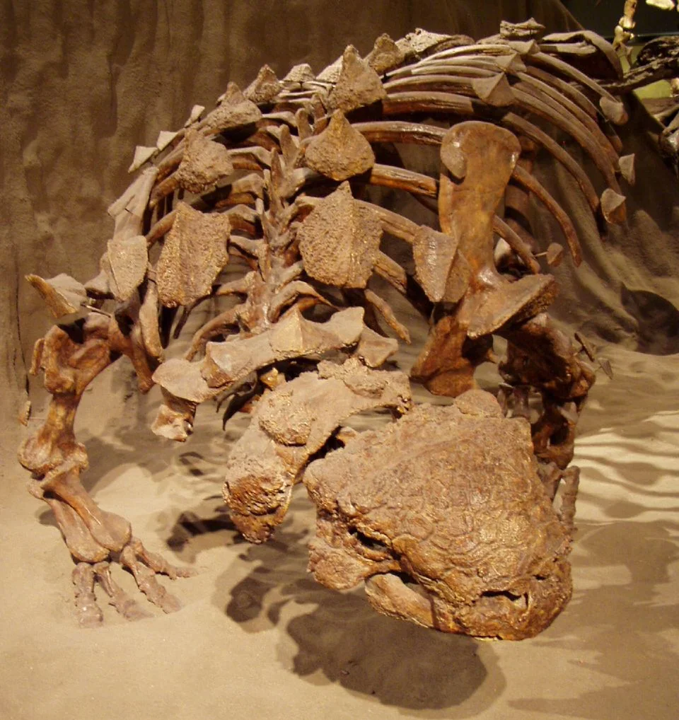 Museum reconstruction of ankylosaur specimen ROM 1930