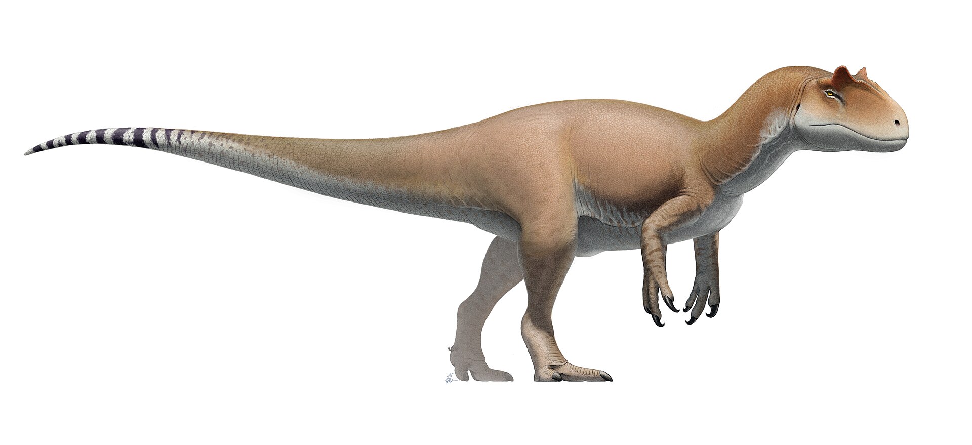 Side-view life reconstruction of Allosaurus fragilis by Fred Wierum