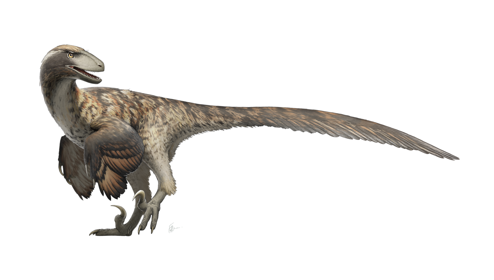 Feathered life reconstruction of Deinonychus antirrhopus by Fred Wierum