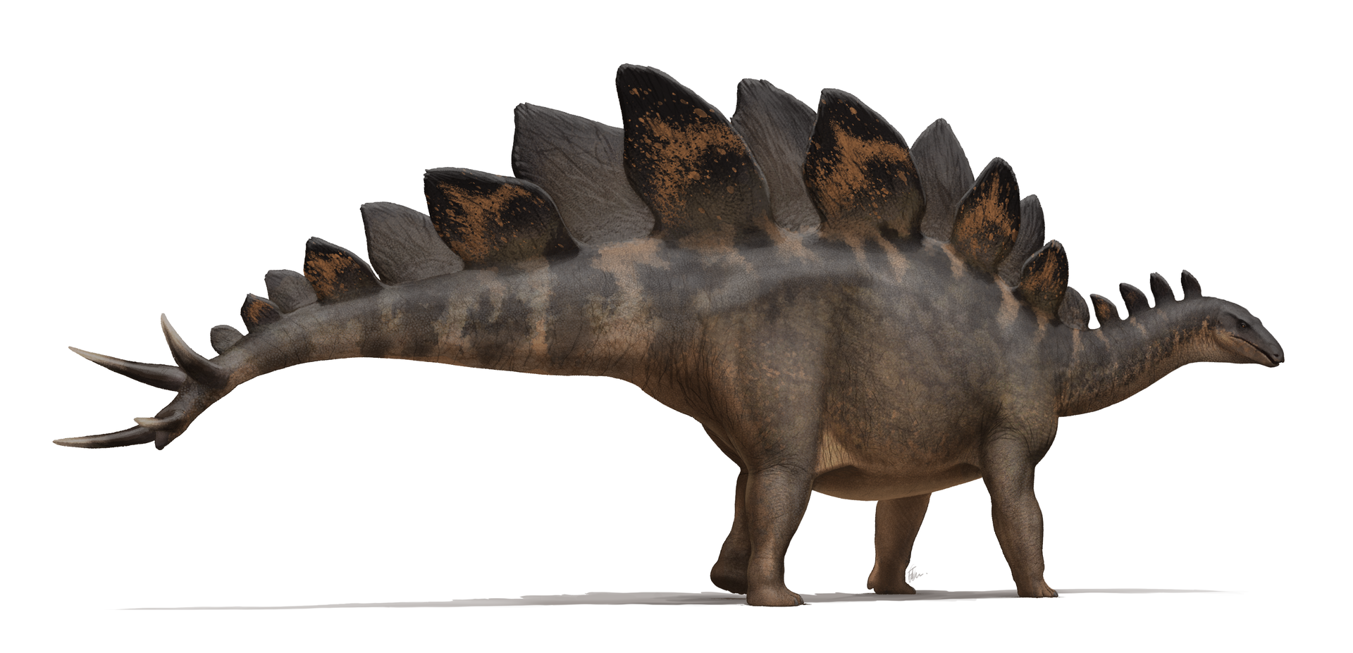Side-view life reconstruction of Stegosaurus stenops by Fred Wierum
