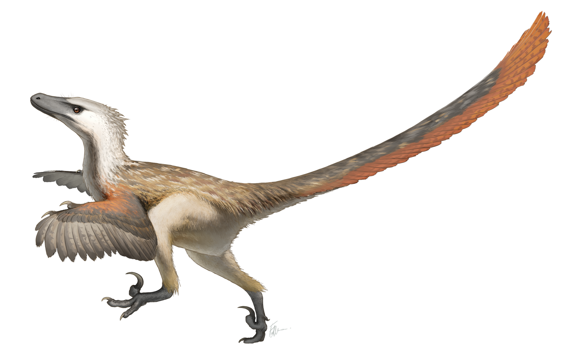 Feathered life reconstruction of Velociraptor mongoliensis by Fred Wierum
