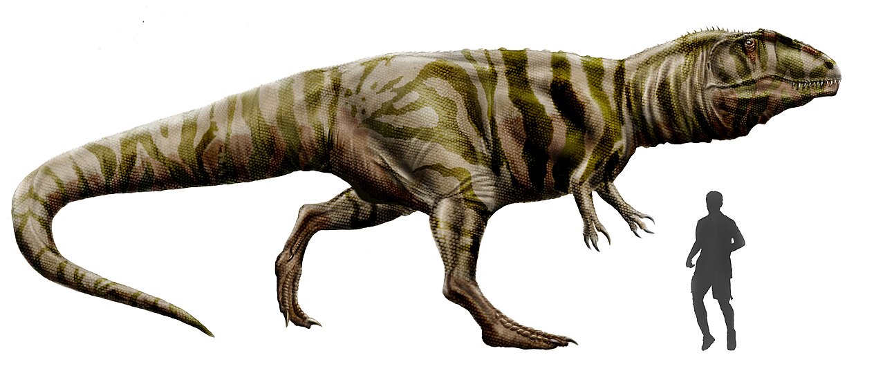 Life reconstruction of Giganotosaurus carolinii beside a human silhouette