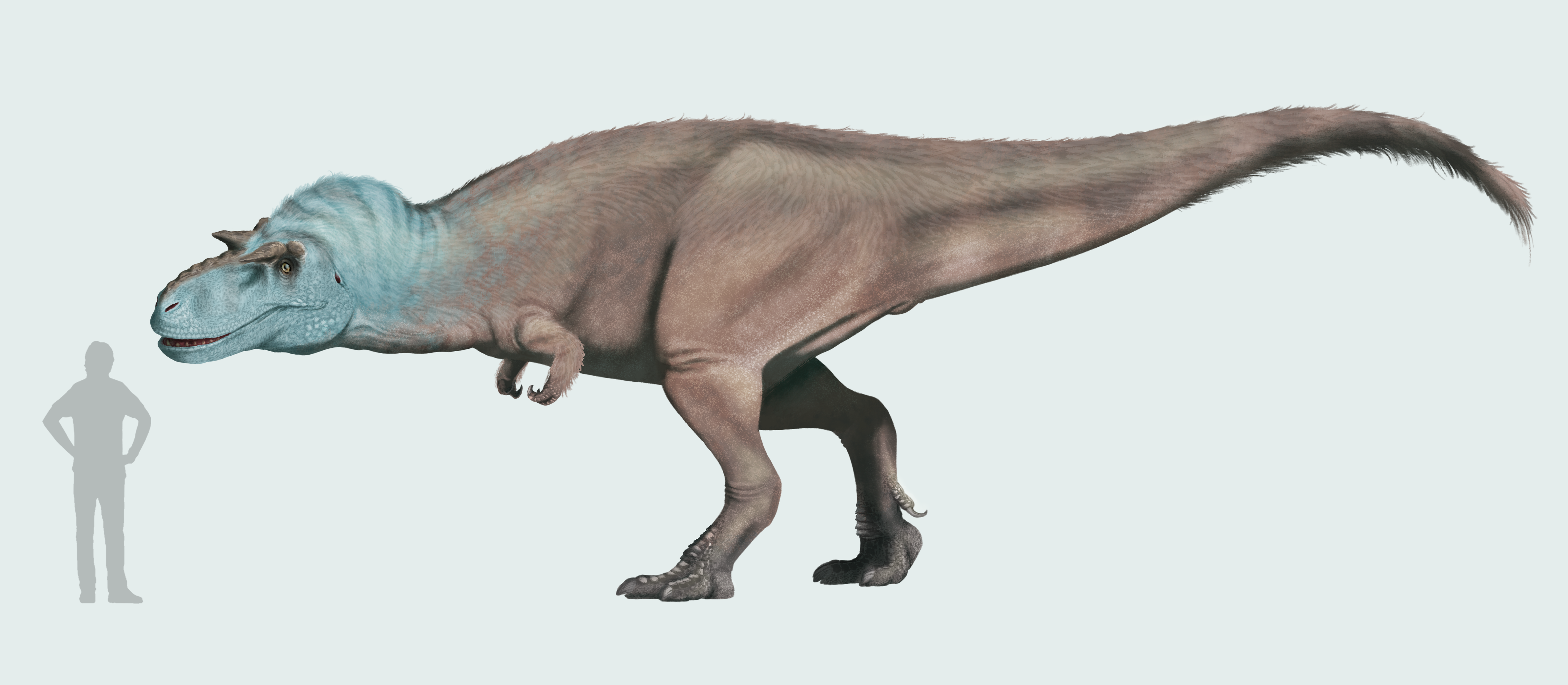 Side-view life reconstruction of Gorgosaurus libratus beside a human silhouette