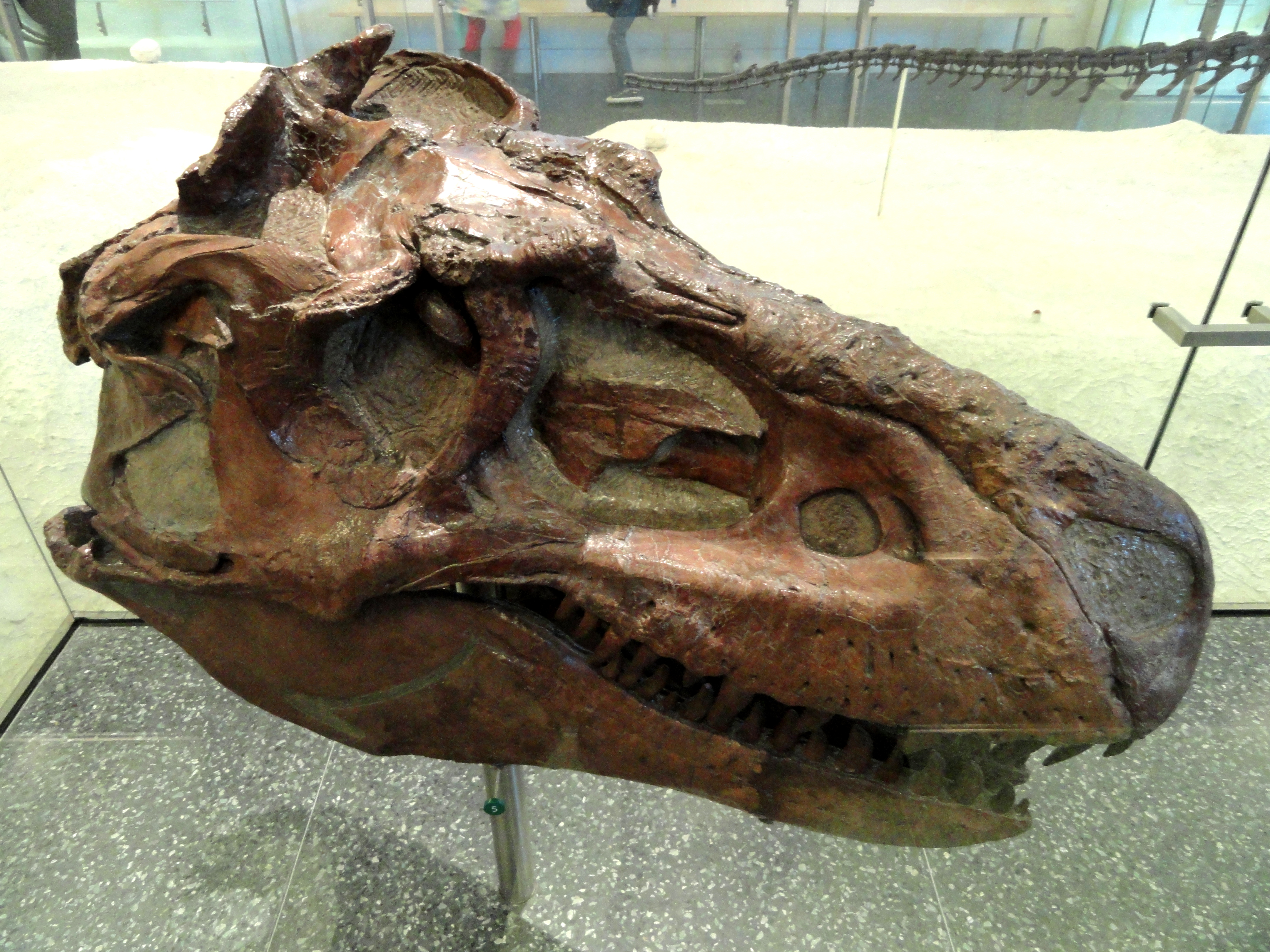 Gorgosaurus libratus skull displayed at the American Museum of Natural History