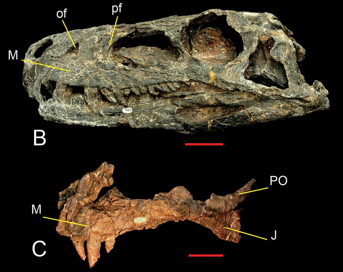 Herrerasaurus skull PVSJ 407 and a separate referred maxilla
