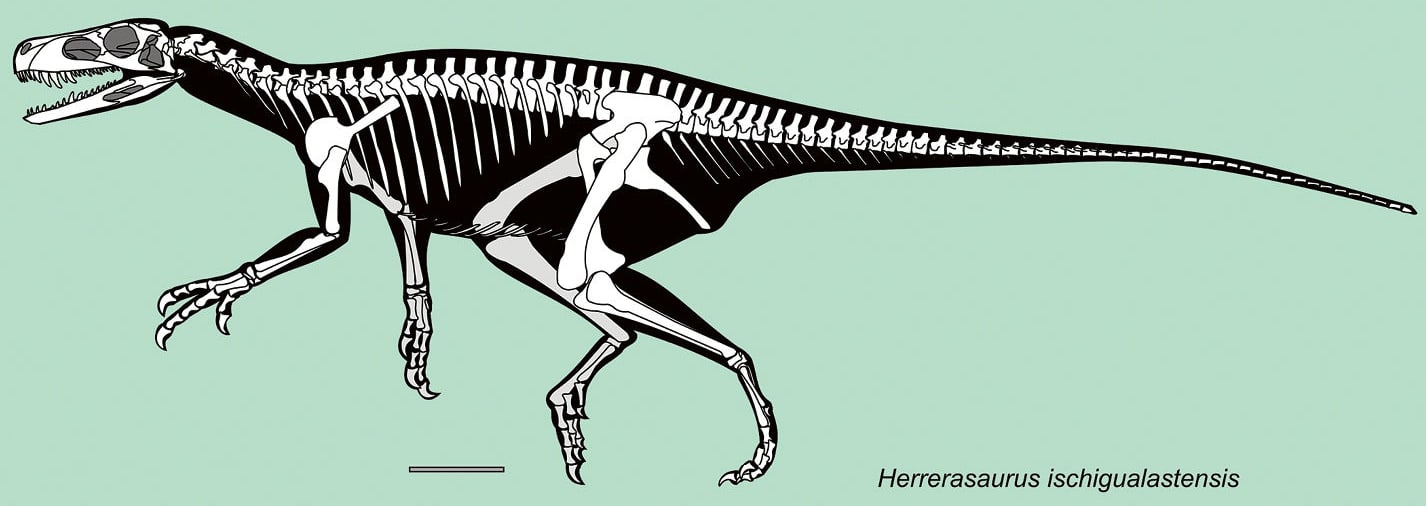 Scientific skeletal reconstruction of Herrerasaurus ischigualastensis