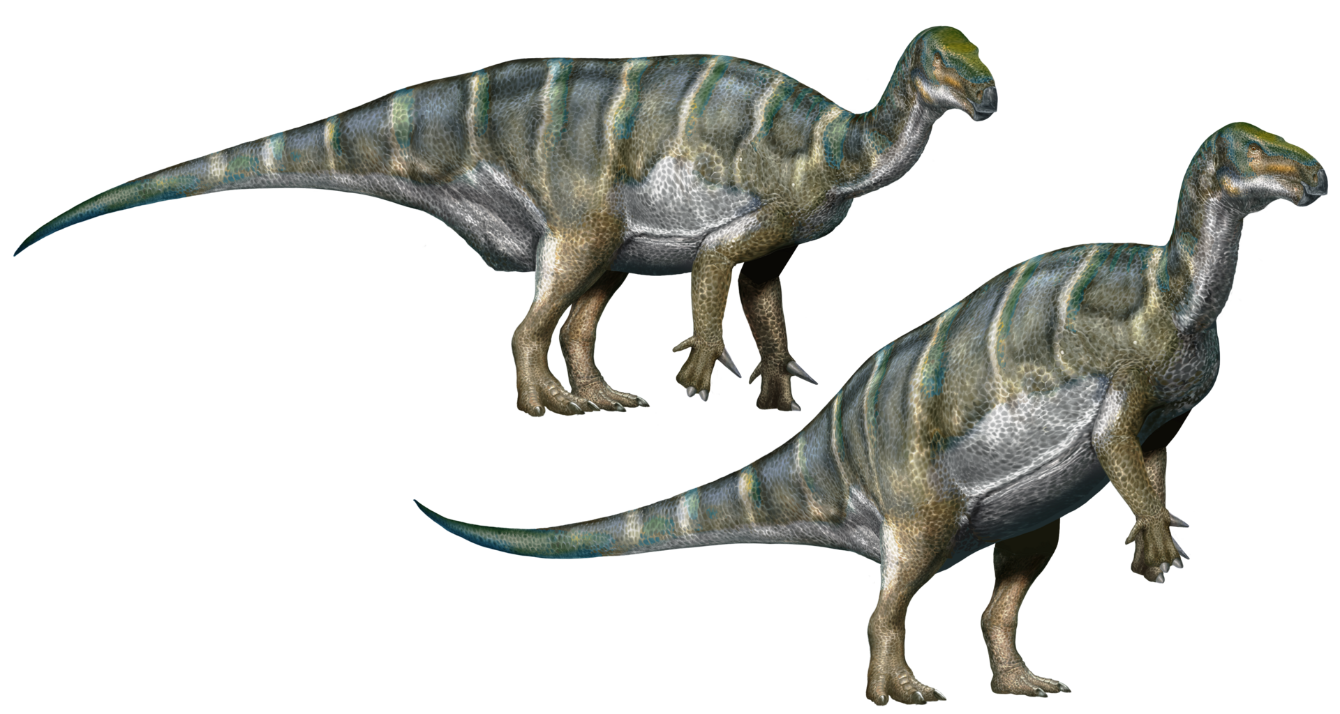 Life reconstructions of Iguanodon bernissartensis in quadrupedal and bipedal poses