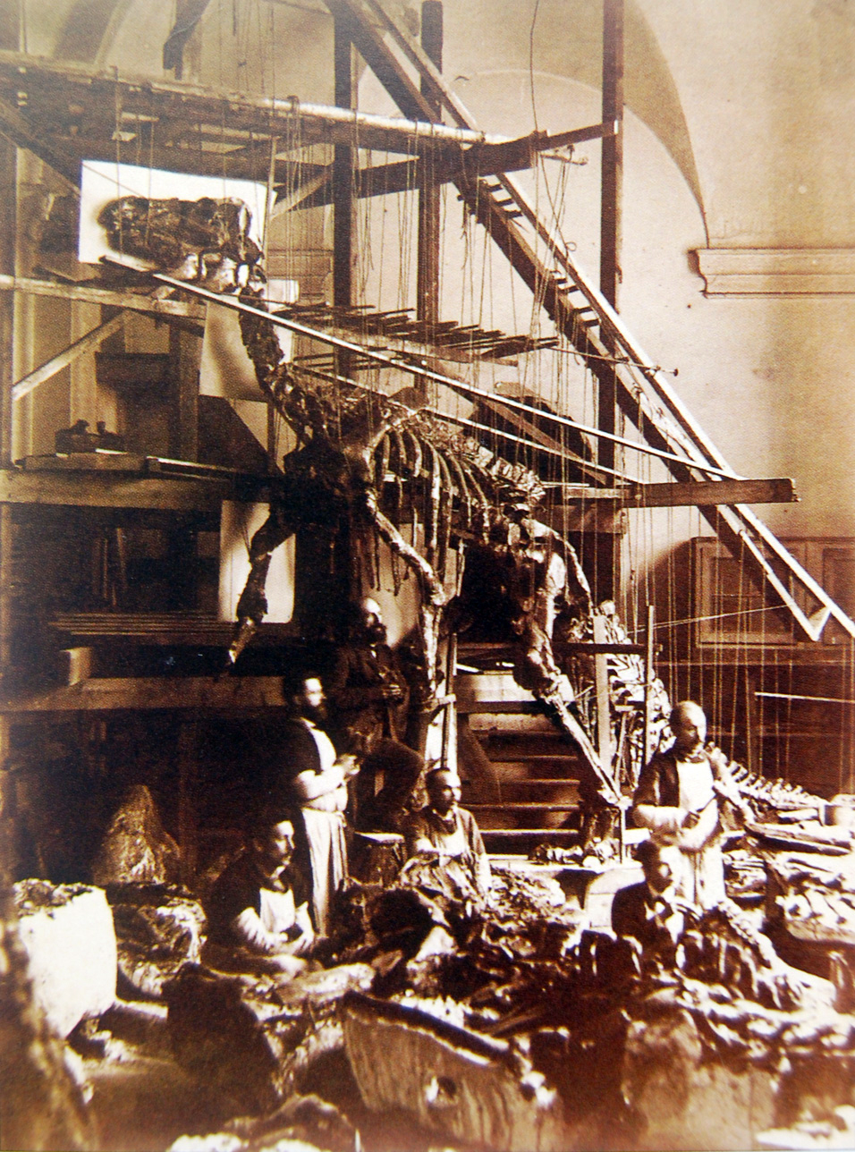 Workmen assembling the first Bernissart Iguanodon skeleton in 1882