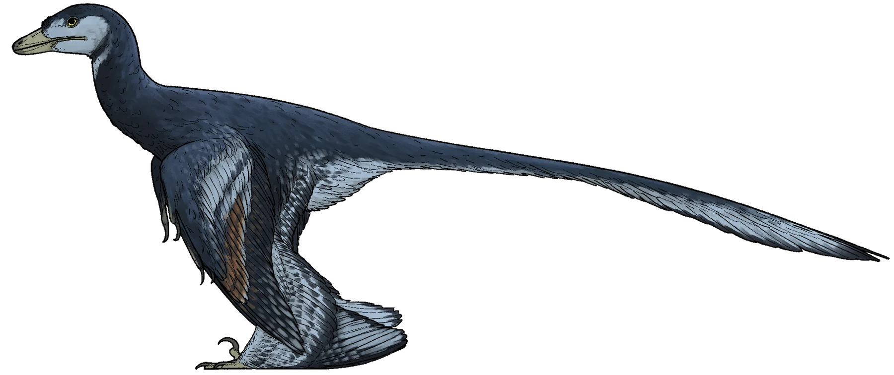 Side-view feathered life reconstruction of Jian changmaensis