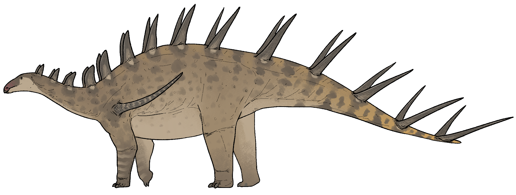 Side-view life reconstruction of Kentrosaurus aethiopicus