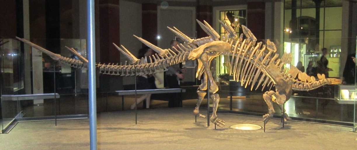 Composite Kentrosaurus skeletal mount at Museum für Naturkunde Berlin