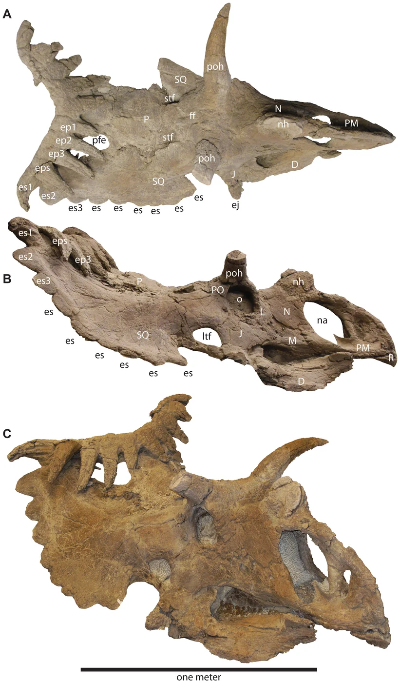 Three scientific views of the articulated Kosmoceratops holotype skull