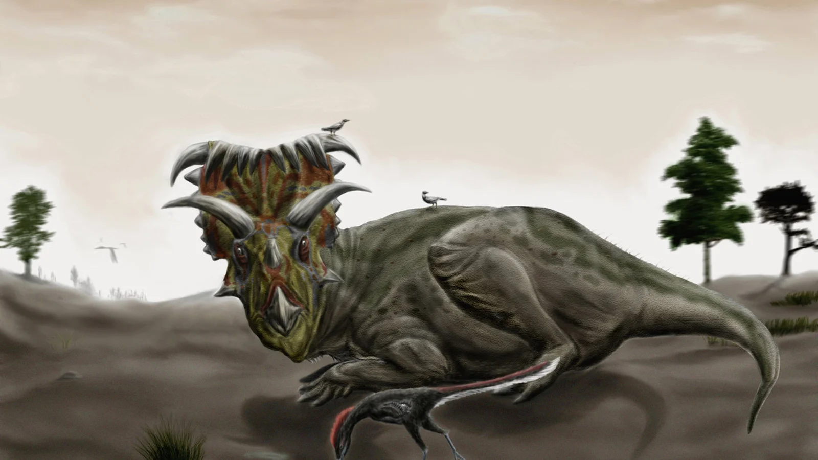 Life reconstruction of Kosmoceratops resting as a small Talos approaches