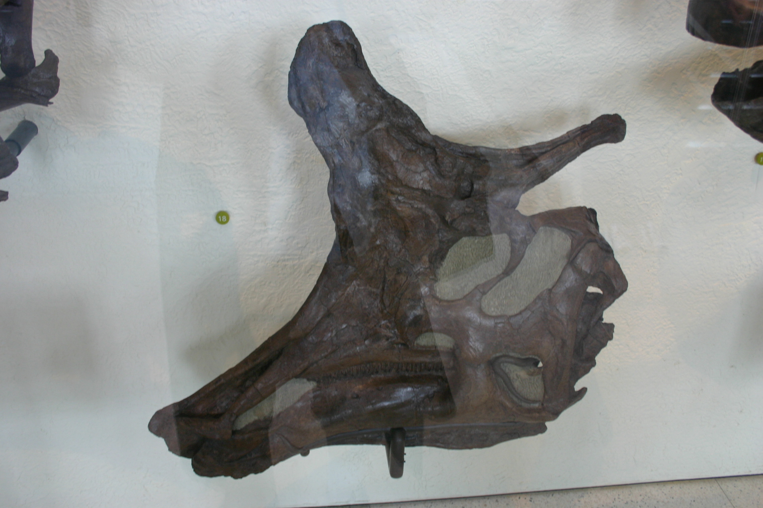 Lambeosaurus lambei skull AMNH 5373