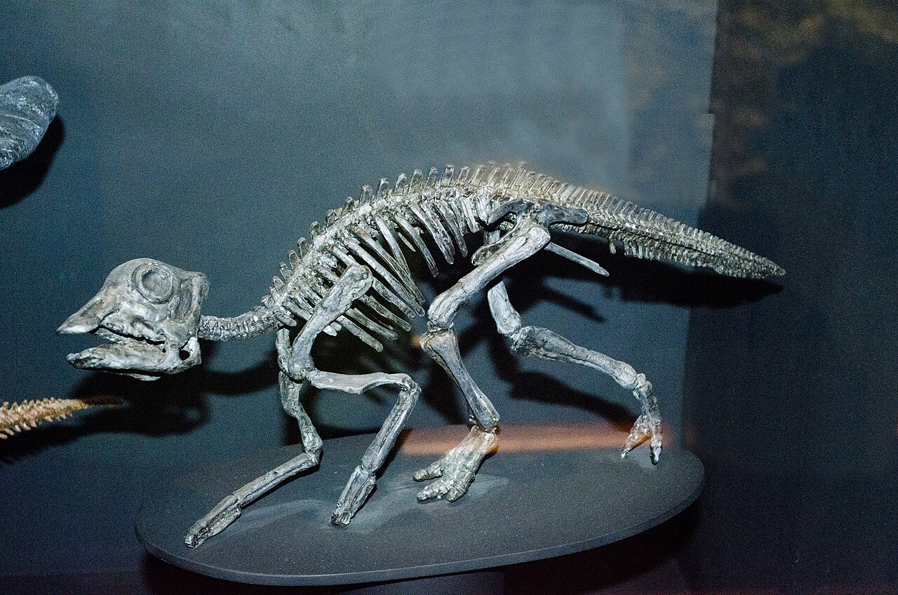 Reconstructed cast of a Maiasaura hatchling at Museum of the Rockies