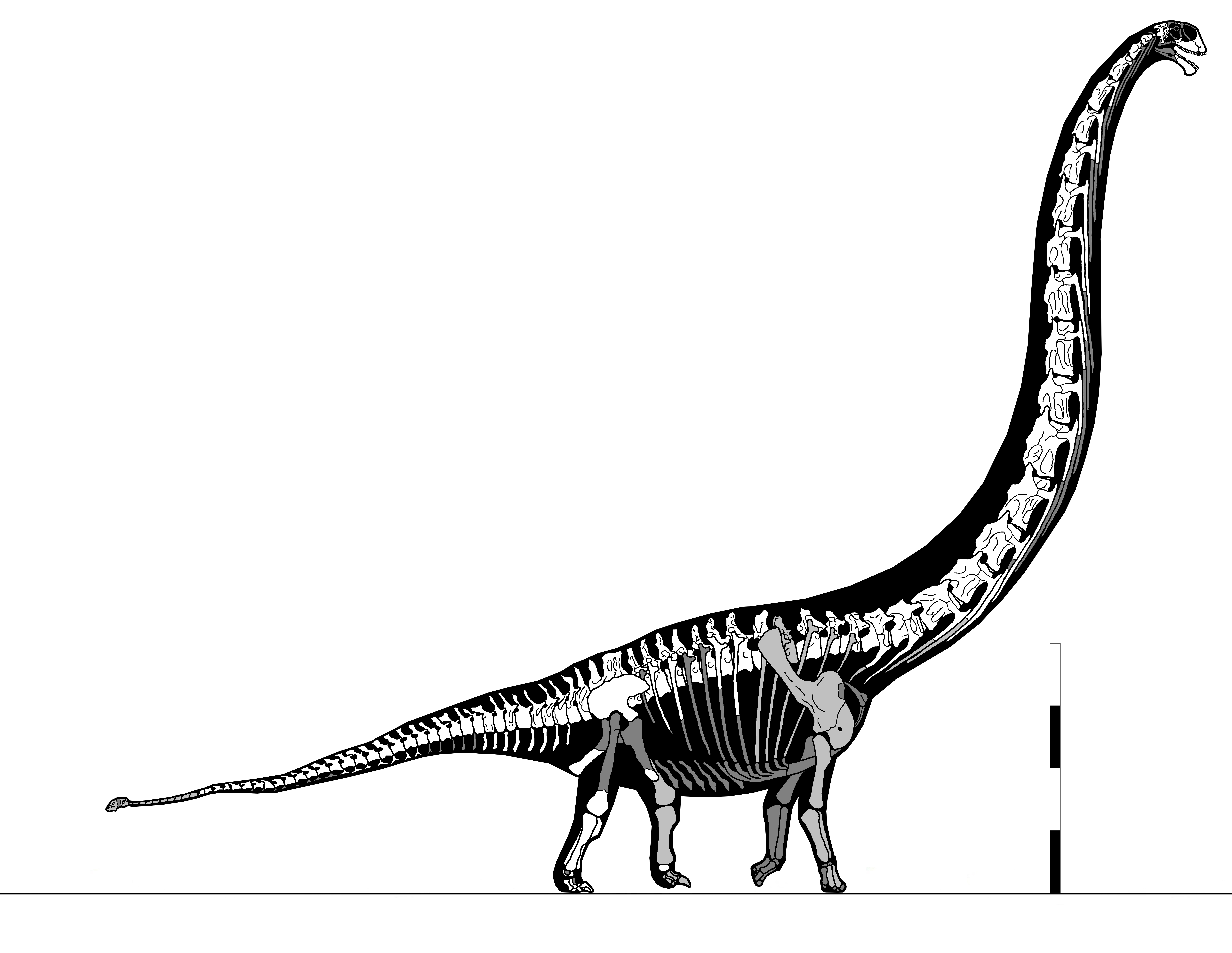 Skeletal diagram of Mamenchisaurus hochuanensis