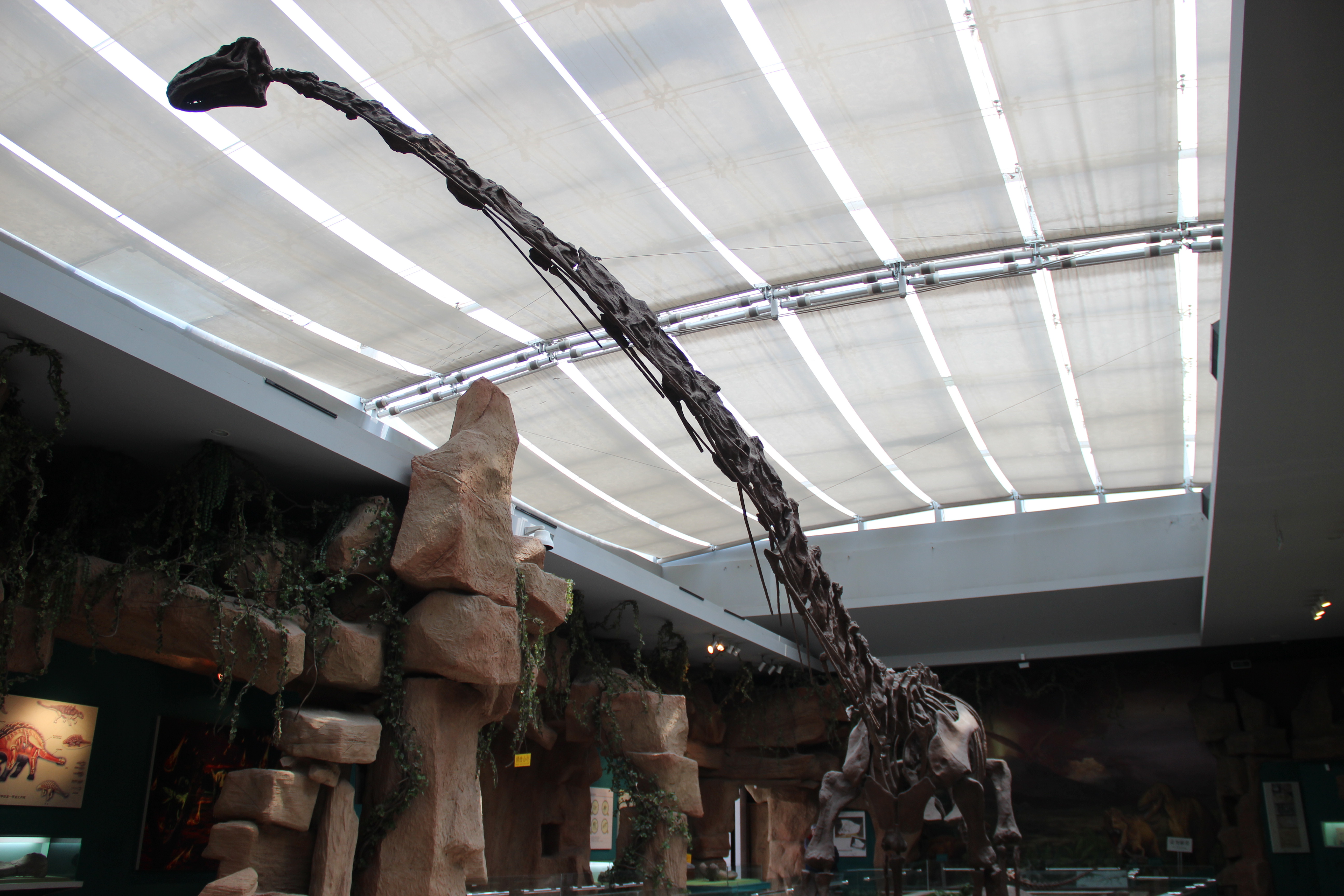 Mounted Mamenchisaurus hochuanensis skeleton at Gansu Provincial Museum