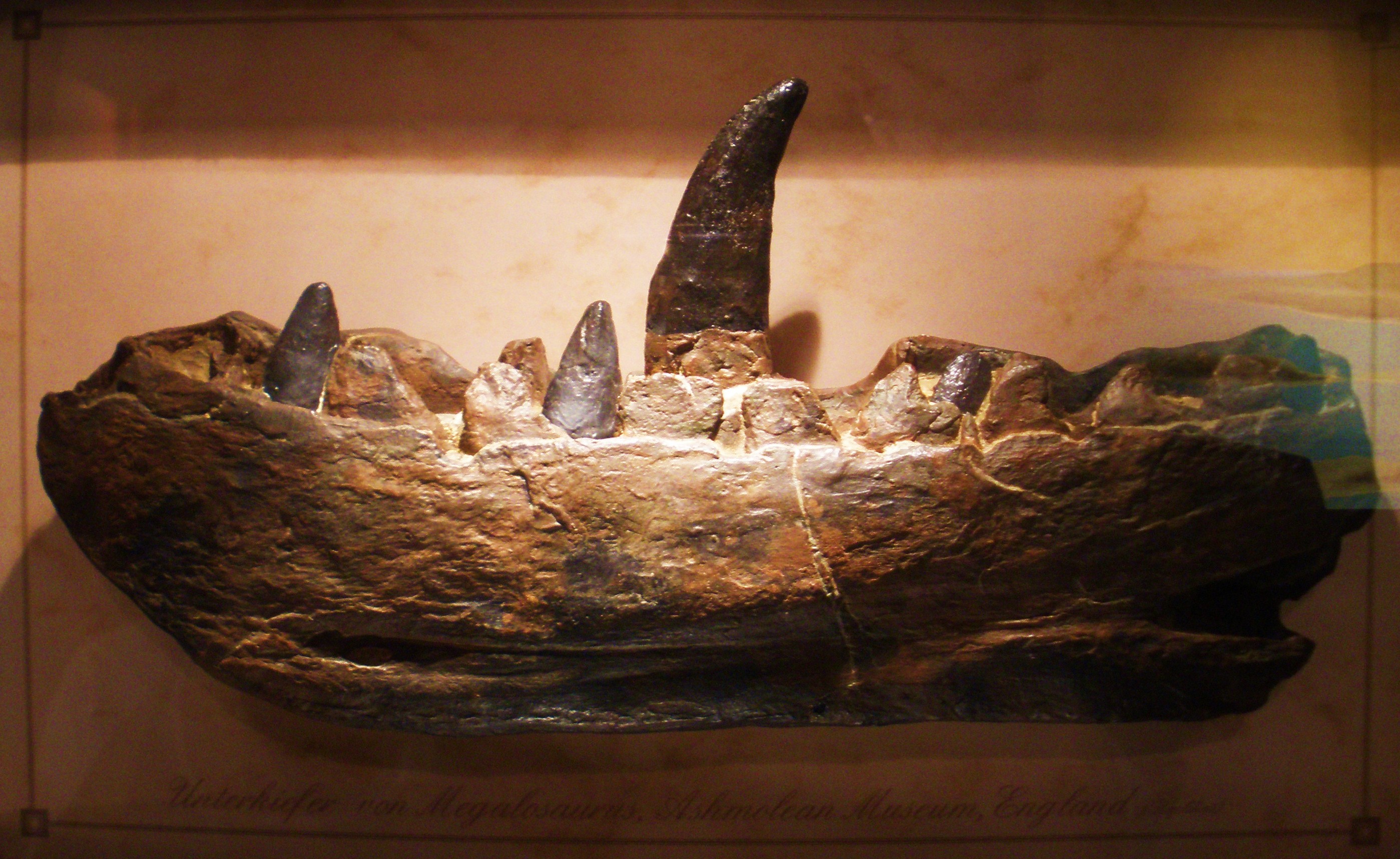Medial view of a cast of the Megalosaurus bucklandii lectotype jaw