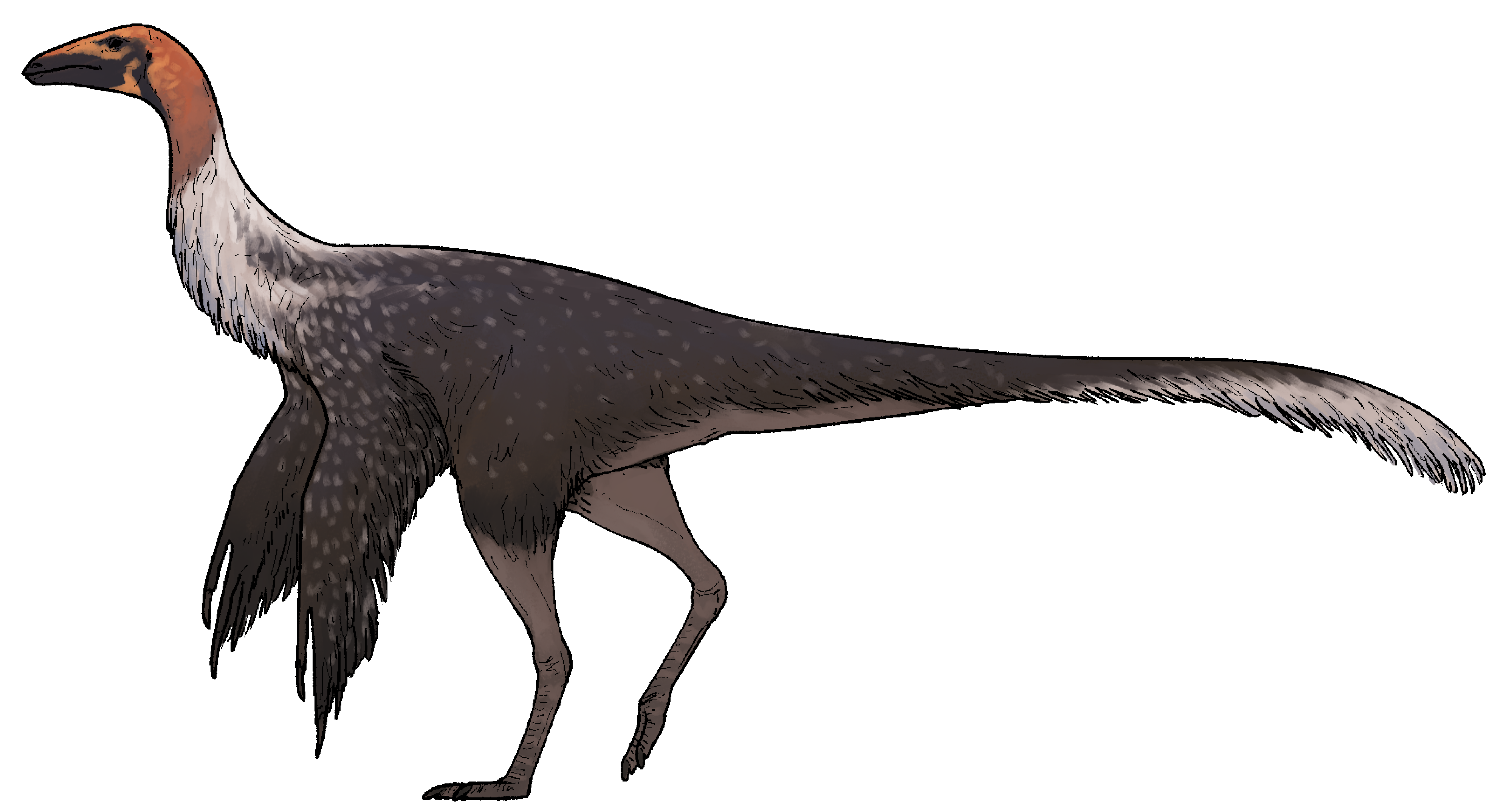 Life reconstruction of Mexidracon longimanus