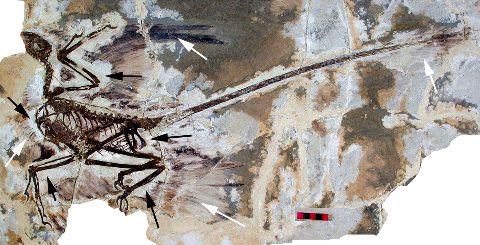 Microraptor gui holotype IVPP V13352 with preserved feather traces marked by arrows