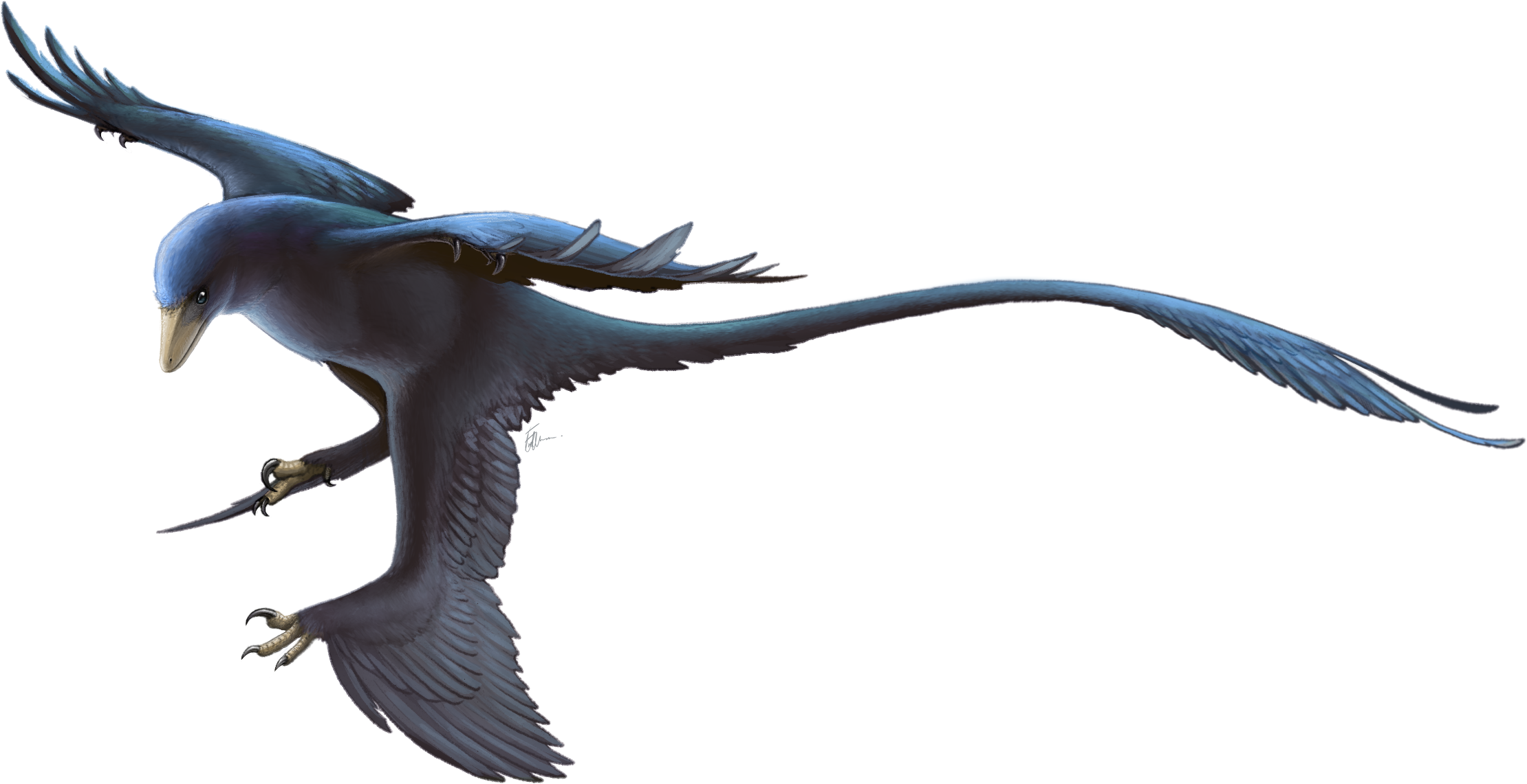 Four-winged life reconstruction of Microraptor gui by Fred Wierum