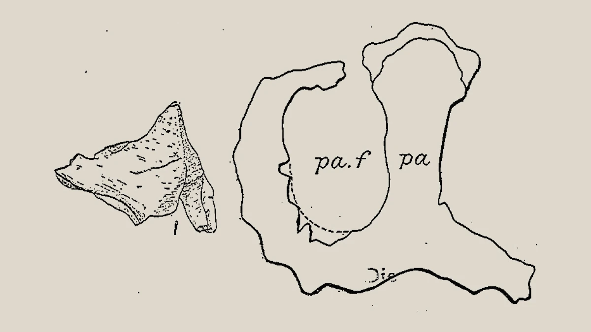1907 scientific drawings of the Monoclonius crassus frill and nasal horn material