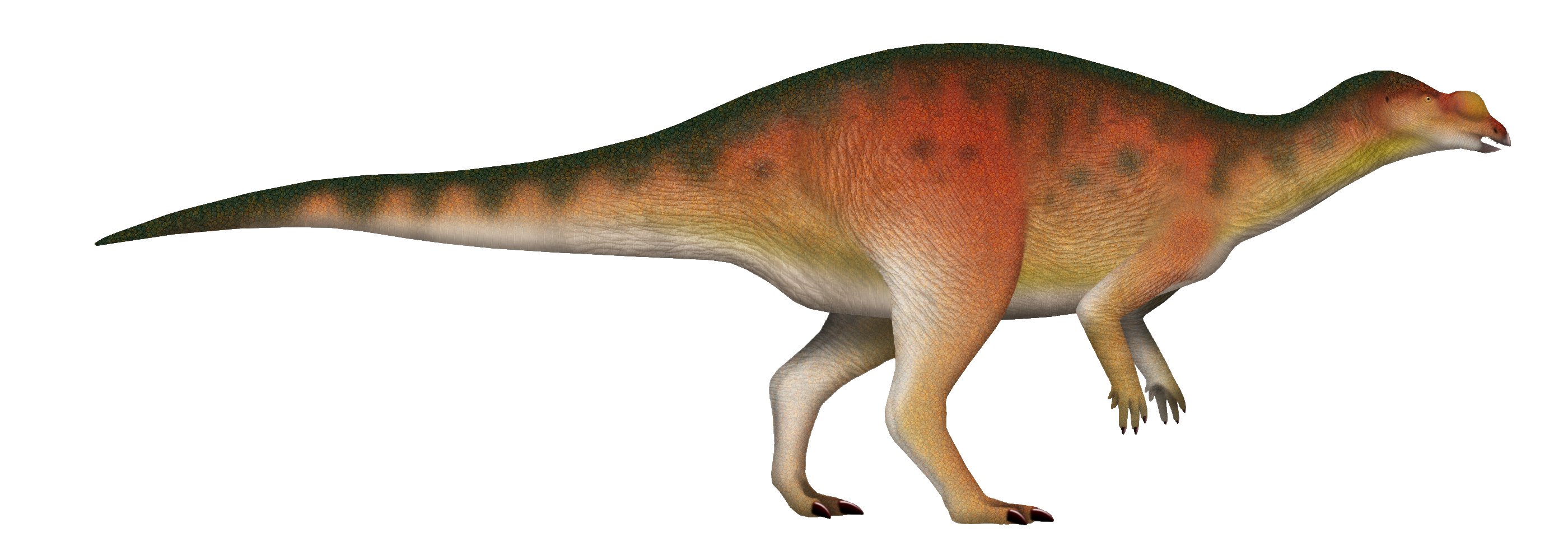 Side-view life reconstruction of Muttaburrasaurus langdoni