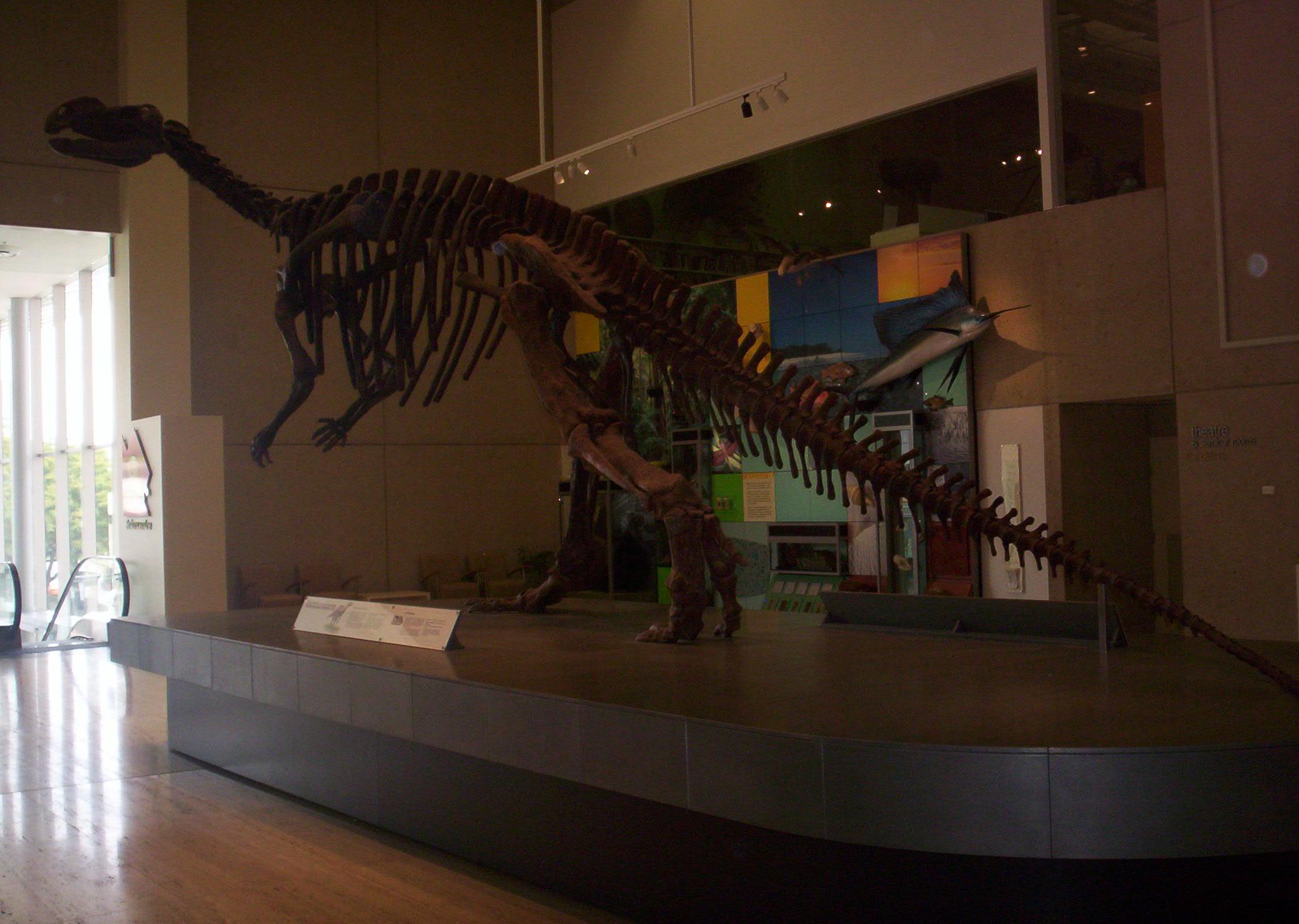Mounted Muttaburrasaurus skeleton at Queensland Museum