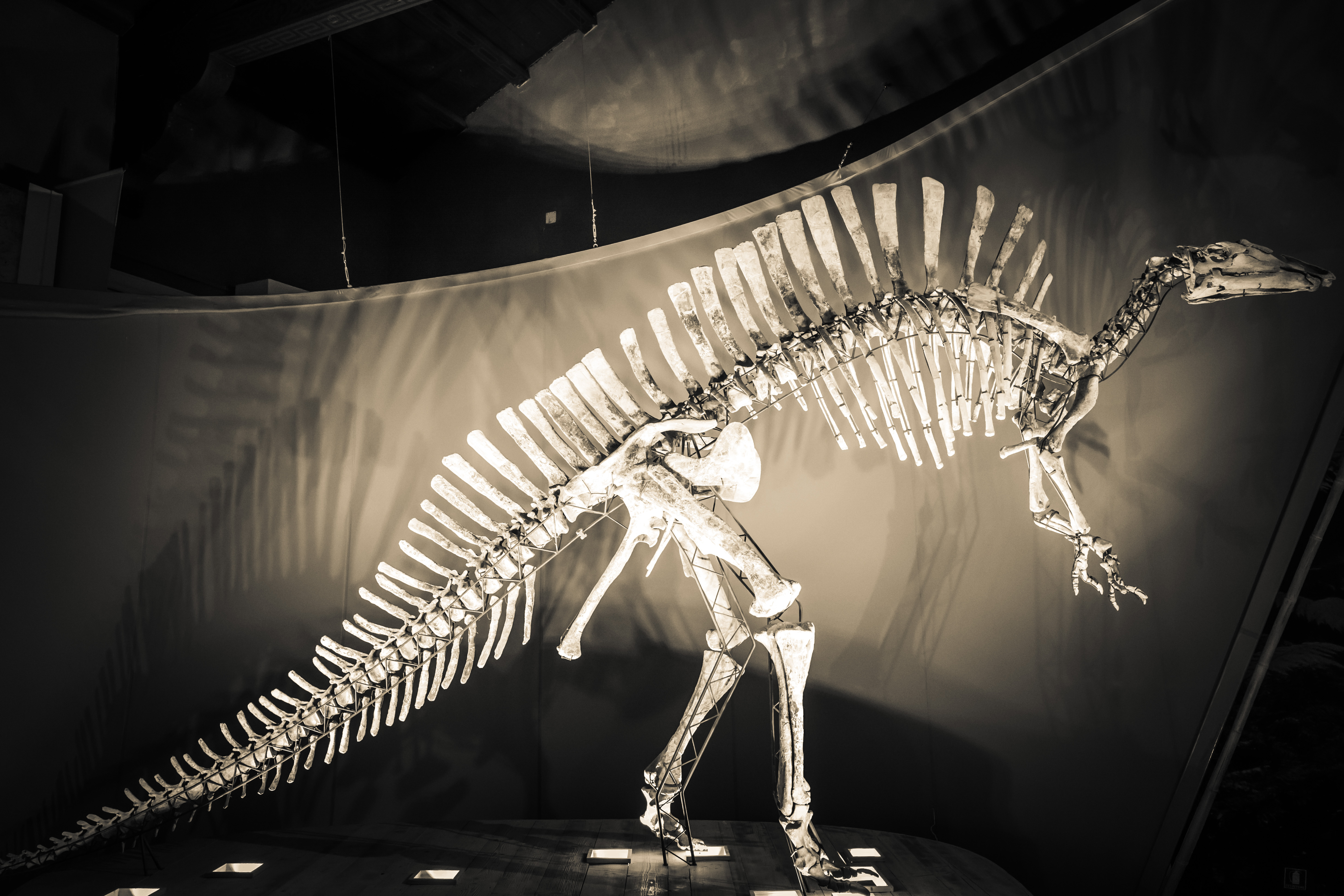 Mounted Ouranosaurus skeleton at the Natural History Museum of Venice