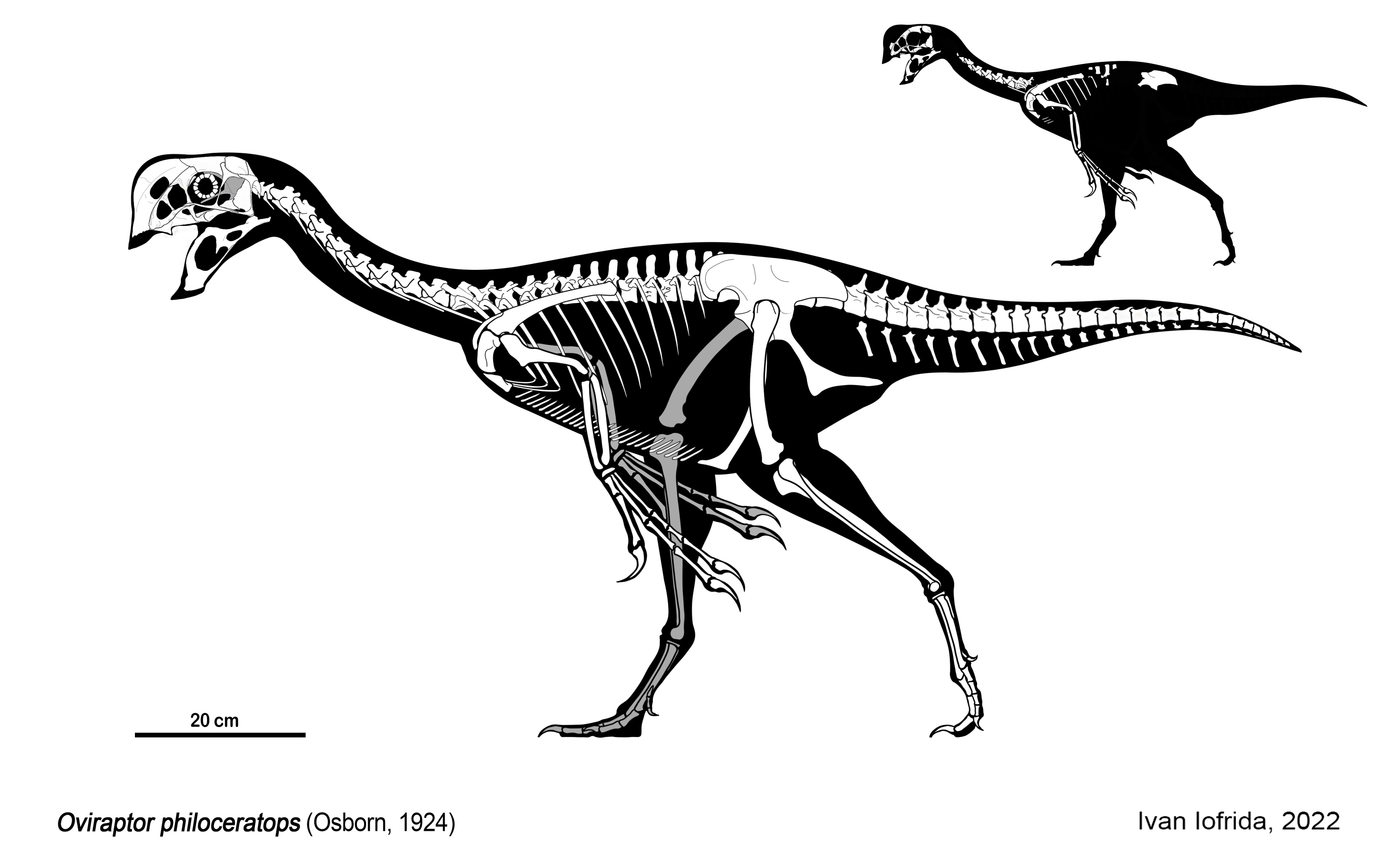 Skeletal reconstruction showing the partial Oviraptor philoceratops holotype