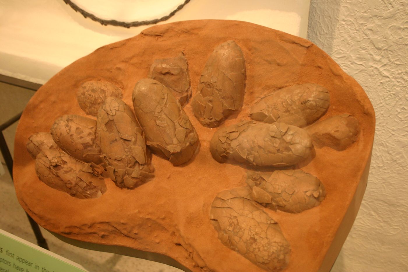 Circular arrangement of elongated eggs in Oviraptor nest AMNH FR 6508