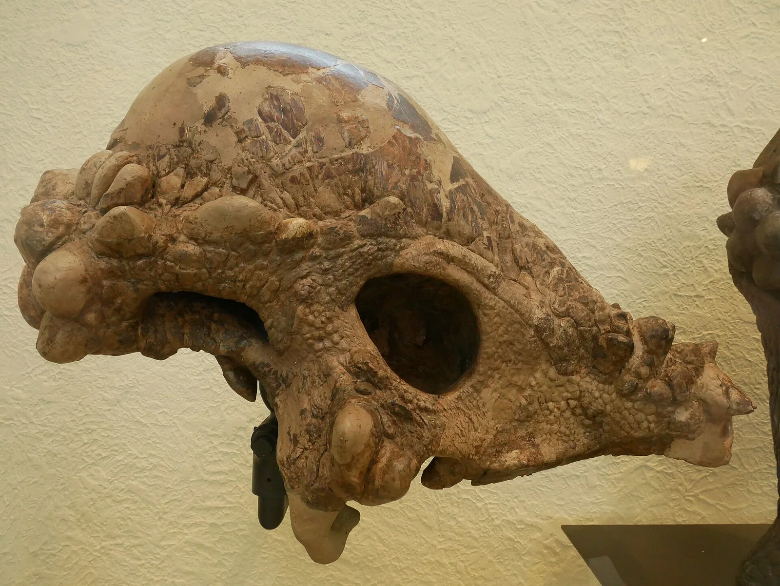 Original adult skull AMNH 1696 of Pachycephalosaurus wyomingensis