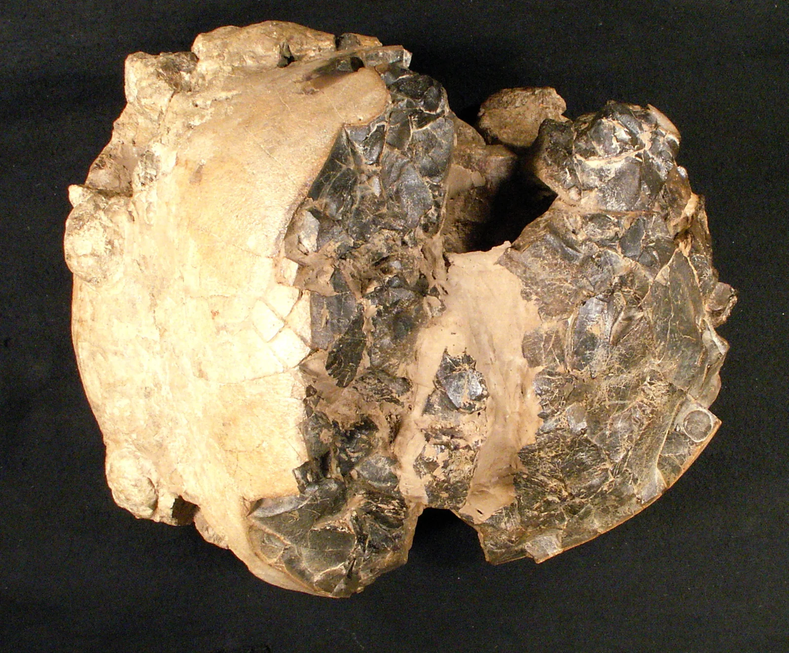 Partial skull dome USNM 12031, holotype of Pachycephalosaurus wyomingensis