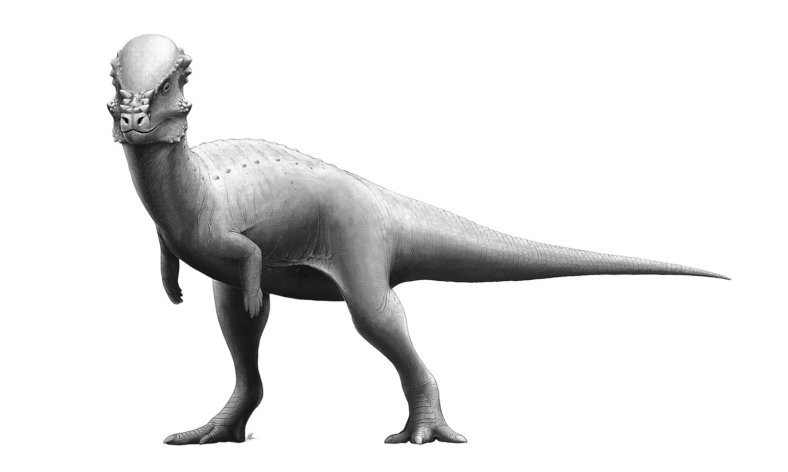 Side-view life reconstruction of Pachycephalosaurus wyomingensis by Fred Wierum
